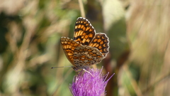 Melitaea phoebe