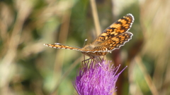 Melitaea phoebe