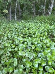 Hydrocotyle umbellata