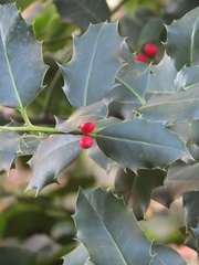 Ilex aquifolium