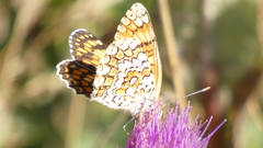 Melitaea phoebe