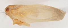 Antillormenis contaminata