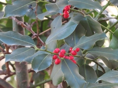 Ilex aquifolium