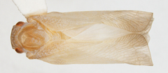 Antillormenis contaminata