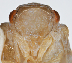 Antillormenis contaminata