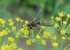 Cerceris quadrifasciata