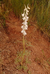 Delphinium carolinianum virescens