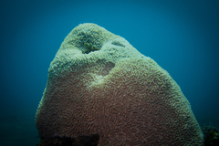 Physogyra lichtensteini