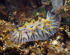 Halgerda willeyi