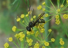 Cerceris quadrifasciata