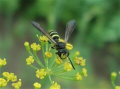 Cerceris quadrifasciata