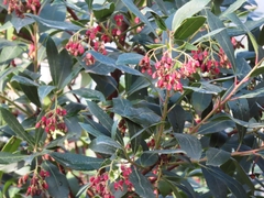 Arbutus unedo