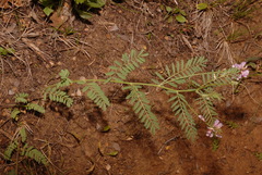 Astragalus flexuosus
