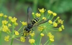 Cerceris quadrifasciata