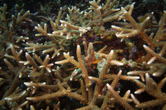 Acropora pulchra
