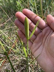 Cleistesiopsis oricamporum