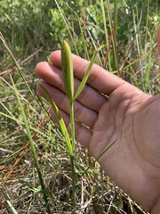 Cleistesiopsis oricamporum