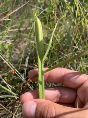 Cleistesiopsis oricamporum