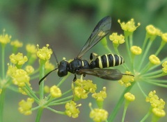 Cerceris quadrifasciata