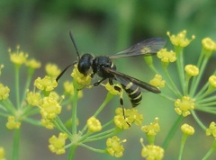Cerceris quadrifasciata