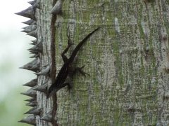 Anolis sagrei