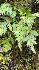 Asplenium appendiculatum