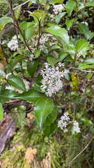 Olearia arborescens