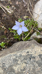 Wahlenbergia albomarginata
