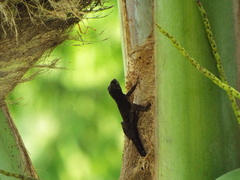 Anolis sagrei
