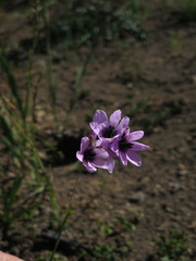 Ixia superba
