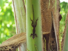 Anolis sagrei