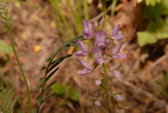 Astragalus flexuosus