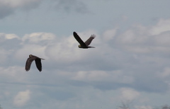 Zanda funerea funerea