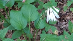 Hosta