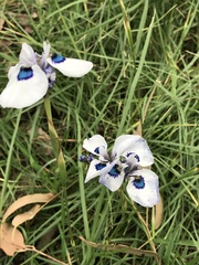 Moraea aristata
