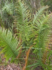 Telmatoblechnum indicum