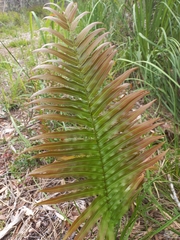 Telmatoblechnum indicum