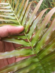 Telmatoblechnum indicum