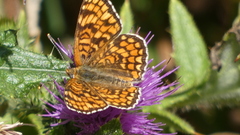 Melitaea deione