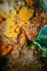 Bovichtus angustifrons