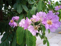 Lagerstroemia