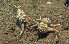 Oxynoe kylei
