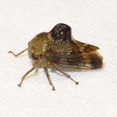 Telamona decorata