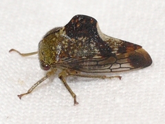 Telamona decorata