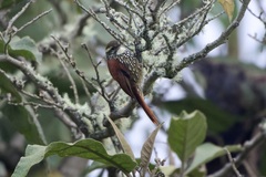 Margarornis squamiger