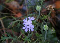 Scabiosa triandra