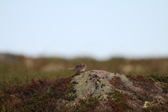 Anthus pratensis pratensis