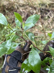 Myoporum petiolatum