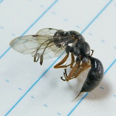 Auplopus mellipes