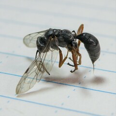 Auplopus mellipes